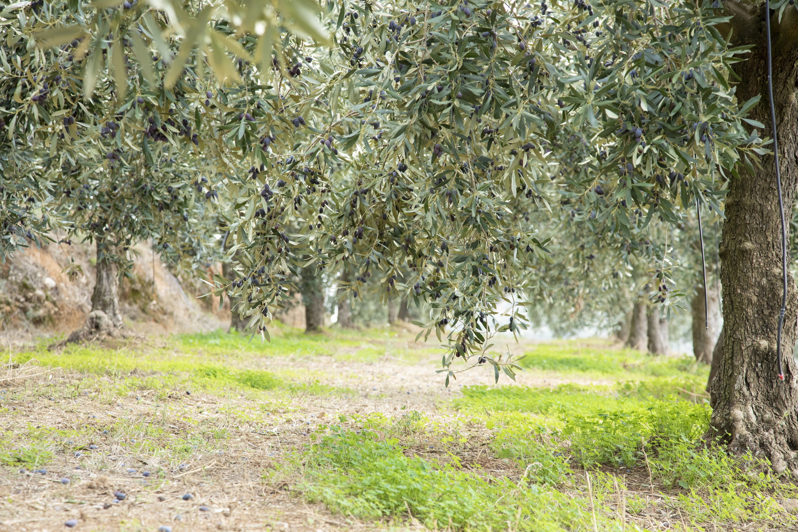 Μετασυλλεκτική λίπανση στην ελιά - Tο “κλειδί” για τη νέα σοδειά