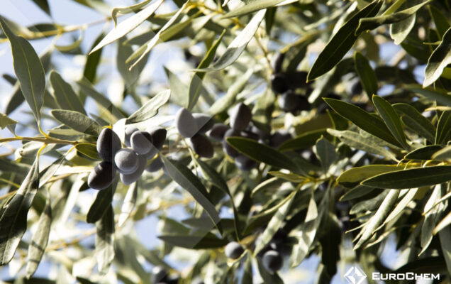 Τι πρέπει να προσέξετε κατά τη διάρκεια της βασικής λίπανσης στην καλλιέργεια της ελιάς;